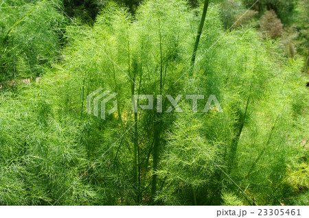 スィート・フェンネル 23305461