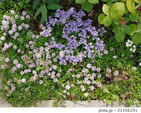 グランドカバープランツ 23306291