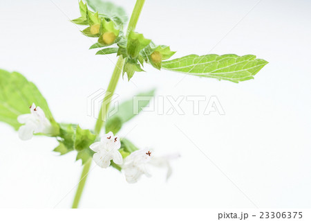 レモンバームの花 23306375