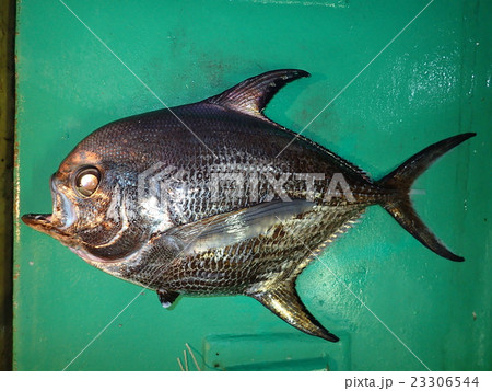 石垣島の南沖で釣れたヒレジロマンザイウオ（エチオピア） 23306544