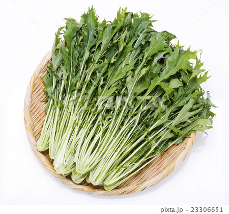 京みず菜 23306651