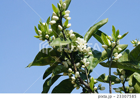 ミカンの花　 23307585