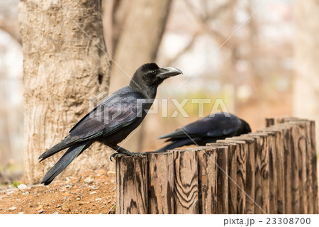 カラス 23308700