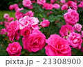 バラがいっぱい 23308900