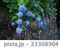 矢田寺の紫陽花 23308904