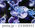 あじさいの花をマクロ撮影しました☆ 23308931