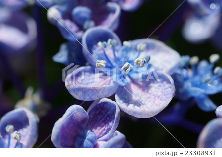 あじさいの花をマクロ撮影しました☆ あじさいの花をマクロ撮影しました☆ 23308931