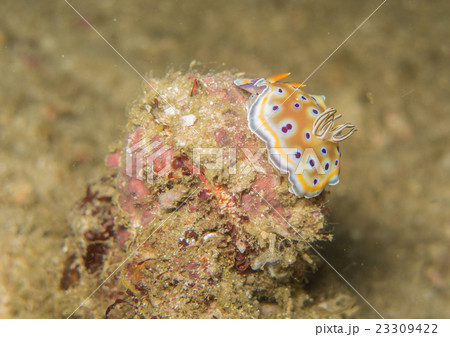 closed up the nudibranch in Myanmar divesite 23309422