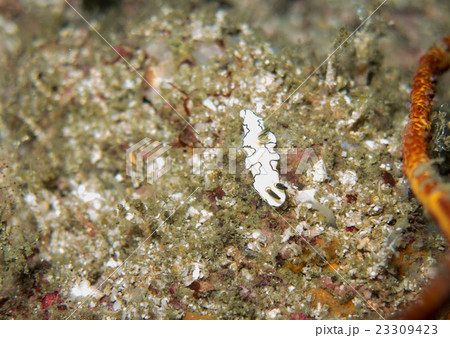 closed up the nudibranch in Myanmar divesite closed up the nudibranch in Myanmar divesite 23309423