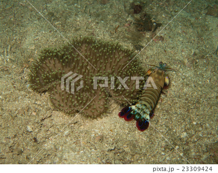 closed up the mantis shrimp in Myanmar divesite closed up the mantis shrimp in Myanmar divesite 23309424