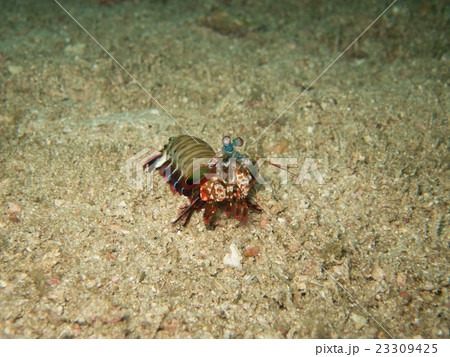 closed up the mantis shrimp in Myanmar divesite 23309425