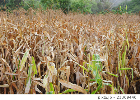 view of the corn field in Thailand view of the corn field in Thailand 23309440