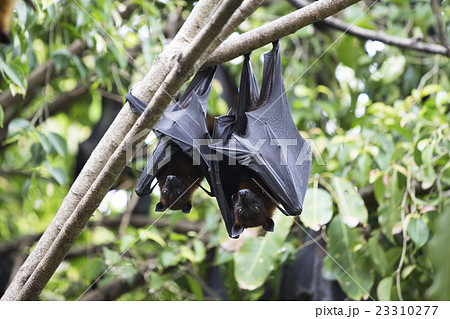 タイのオオコウモリの写真素材