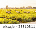 Rural landscape in Holland 23310311