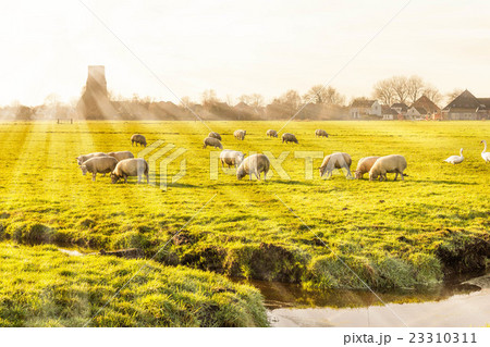 Rural landscape in Holland Rural landscape in Holland 23310311