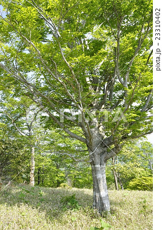 山毛欅 山毛欅 23310402