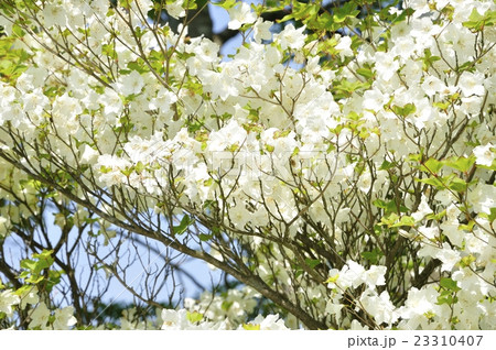 5月に咲くシロヤシオ 23310407