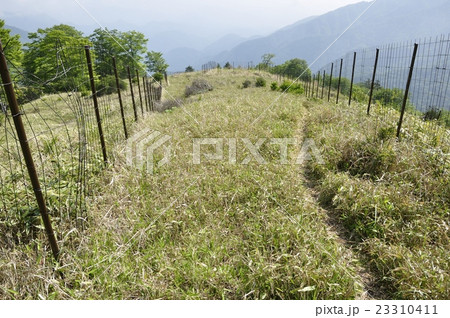 丹沢の白馬尾根の道 23310411