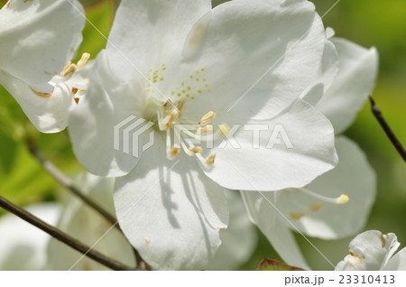 5月に咲くシロヤシオ 23310413