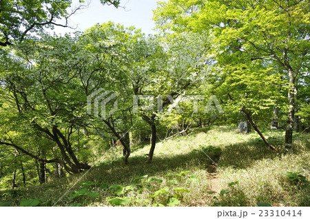 白馬尾根に咲く満開のシロヤシオ 23310414