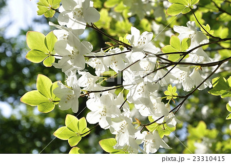 5月に咲くシロヤシオ 23310415