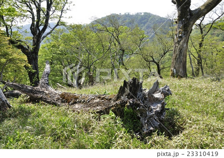 鬼ヶ岩ノ頭の倒木と不動ノ峰 鬼ヶ岩ノ頭の倒木と不動ノ峰 23310419