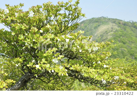 鬼ヶ岩ノ頭に咲く白八汐と蛭ヶ岳 23310422