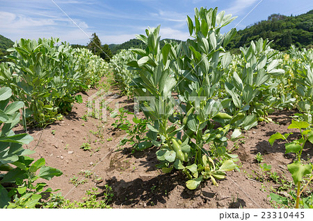そら豆栽培 5月 家庭菜園 の写真素材
