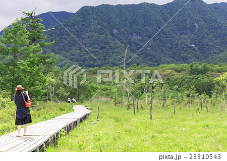 栃木県日光市 戦場ヶ原の木道_7月 栃木県日光市 戦場ヶ原の木道_7月 23310543