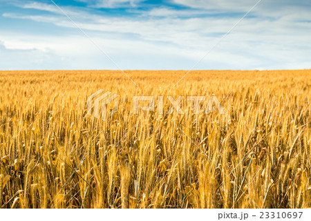 Yellow wheat field in Barossa 23310697
