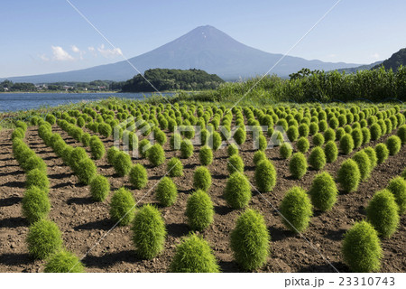 盛夏のコキア 盛夏のコキア 23310743