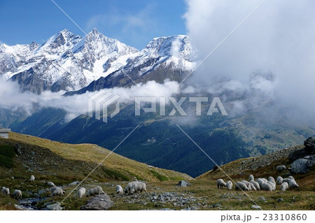 ミシャベル山群と羊 23310860