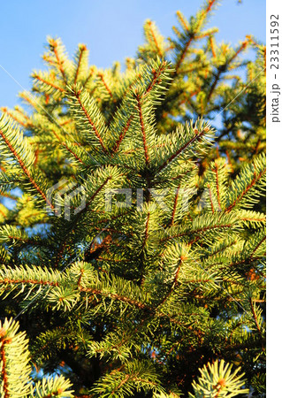 アリゾナナイトスギ（オーレア） 23311592