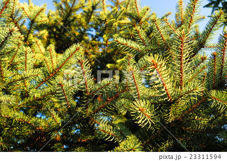 アリゾナナイトスギ（オーレア） 23311594