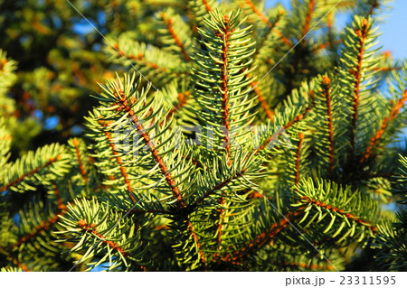 アリゾナナイトスギ（オーレア） 23311595