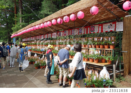 第28回くにたち朝顔市 第28回くにたち朝顔市 23311638