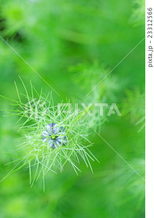 つぼみ(ニゲラ) つぼみ(ニゲラ) 23312566