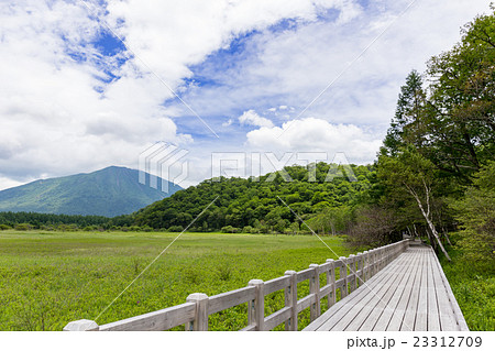 栃木県日光市　男体山と小田代原の木道（7月） 23312709