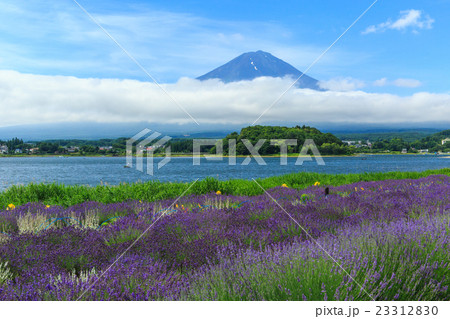 富士山　ラベンダー 23312830
