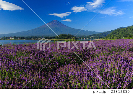 富士山 ラベンダー 富士山 ラベンダー 23312859