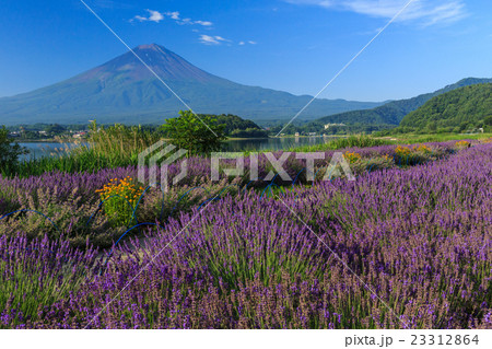 富士山　ラベンダー 23312864