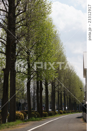 春のイチョウ並木 23312917