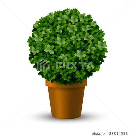Decorative spherical boxwood in a pot Decorative spherical boxwood in a pot 23314558