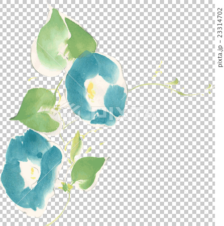 Morning Glory Eps Background Transparent Png Stock Illustration