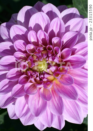 ダリア０６ 23315590