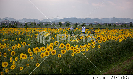 ひまわりの丘公園の風景 兵庫県小野市 の写真素材 ひまわりの丘公園の風景 兵庫県小野市 の写真素材