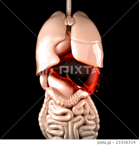 Burning human liver. Liver disease concept. Burning human liver. Liver disease concept. 23316314