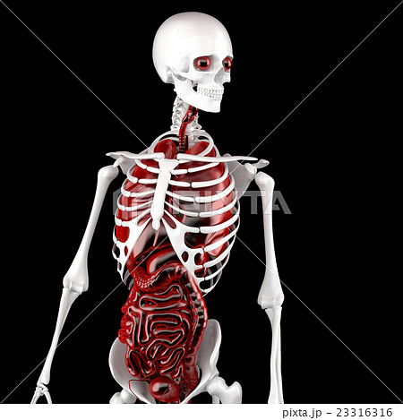 Human Male Anatomy. Skeleton and Internal Organs 23316316