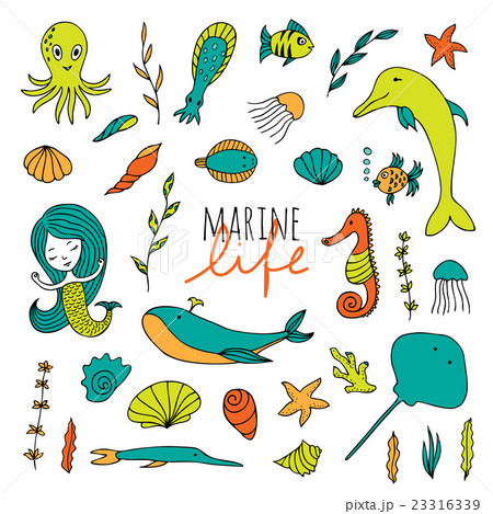 Vector set of marine life. Vector set of marine life. 23316339