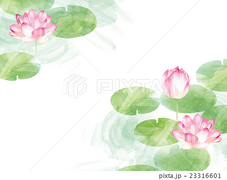 蓮の花のイラスト素材 23316601 Pixta